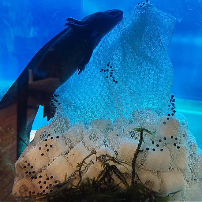 苦手な方ごめんなさい 水槽のある暮らし ウーパールーパーも暮らす家 ウーパールーパー産卵 生き物と暮らす などのインテリア実例 22 01 25 15 09 49 Roomclip ルームクリップ