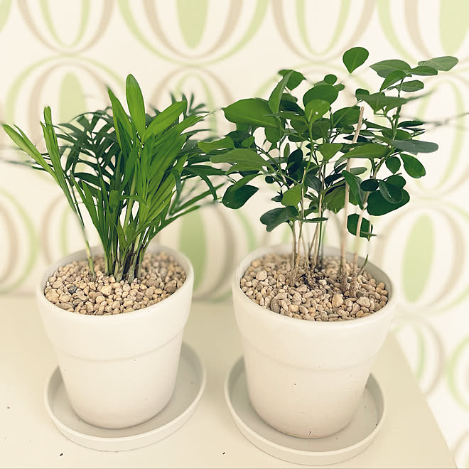 100均 雑貨 ナチュラル ダイソー 観葉植物 などのインテリア実例 22 01 23 22 25 51 Roomclip ルームクリップ
