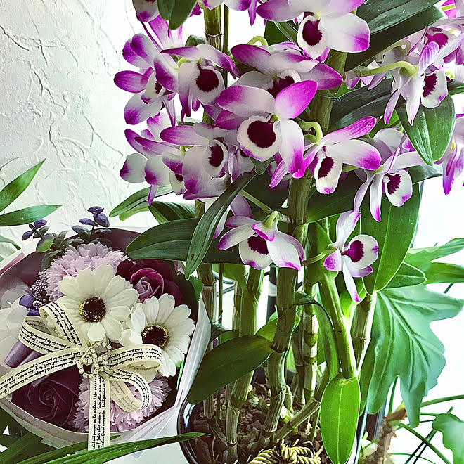 デンドロビウム スノーフレークオトメ のある暮らし 花のある暮らし お花大好き いいね いつもありがとうございます などのインテリア実例 01 07 26 23 Roomclip ルームクリップ デンドロビウム スノーフレークオトメ のある暮らし 花のある暮らし お花大好き いいね いつもありがとうございます などのインテリア実例 01 07 26 23 Roomclip ルームクリップ