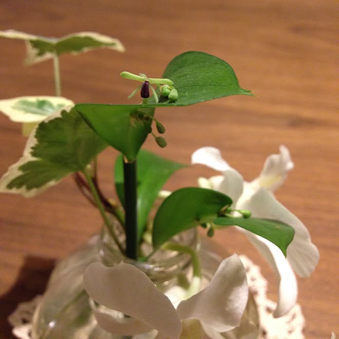 棚 ルスカス お花が咲きました 花 花のある暮らし などのインテリア実例 14 12 04 21 36 17 Roomclip ルームクリップ