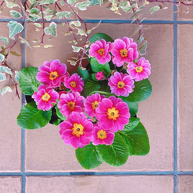 アイビー プリムラポリアンサ いつもありがとうございます 花のある暮らし 玄関 入り口のインテリア実例 21 12 22 09 26 28 Roomclip ルームクリップ アイビー プリムラポリアンサ いつもありがとうございます 花のある暮らし 玄関 入り口のインテリア実例 21 12 22 09 26 28 Roomclip ルームクリップ