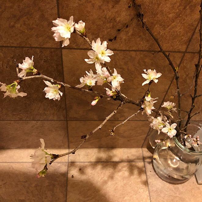 早朝の１枚 桜 生花 シンプルライフ 花のある生活 などのインテリア実例 21 01 13 05 42 51 Roomclip ルームクリップ