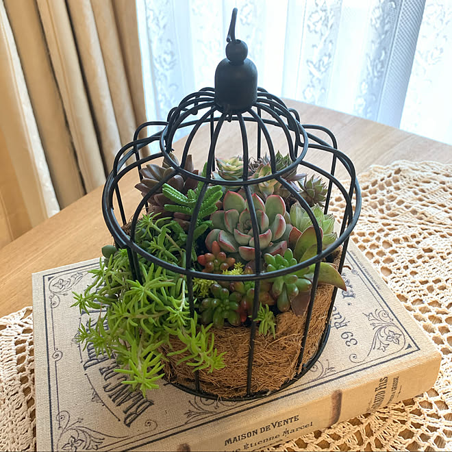 鳥かごアレンジ ダイソー いつもありがとうございます 多肉植物寄せ植え 多肉植物 などのインテリア実例 21 03 11 18 33 13 Roomclip ルームクリップ 鳥かごアレンジ ダイソー いつもありがとうございます 多肉植物寄せ植え 多肉植物 などのインテリア実例 21 03 11 18 33 13 Roomclip ルームクリップ