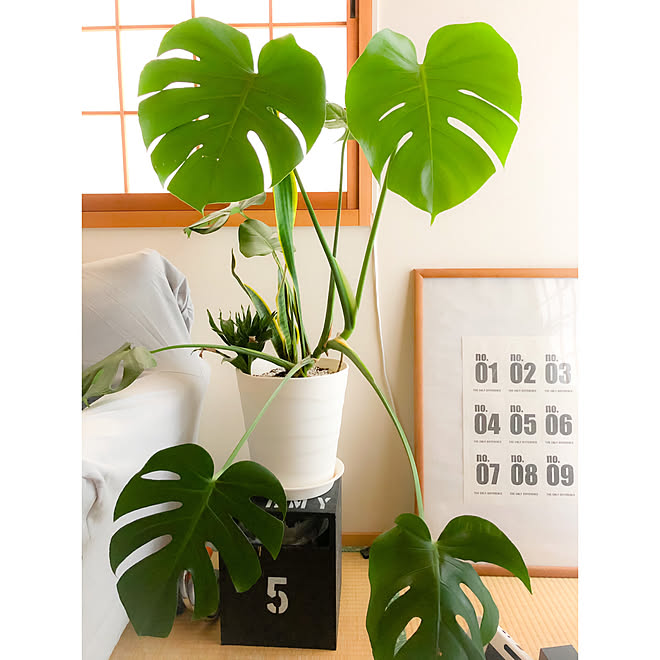 成長中 モンステラ植え替え モンステラ ダストbox かりんとうさん などのインテリア実例 08 16 06 41 54 Roomclip ルームクリップ