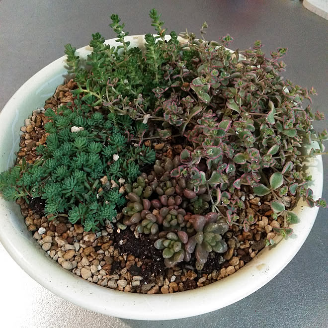 部屋全体 セダム寄せ植え リトルミッシー ジェットバース パリダム などのインテリア実例 22 02 15 14 42 49 Roomclip ルームクリップ