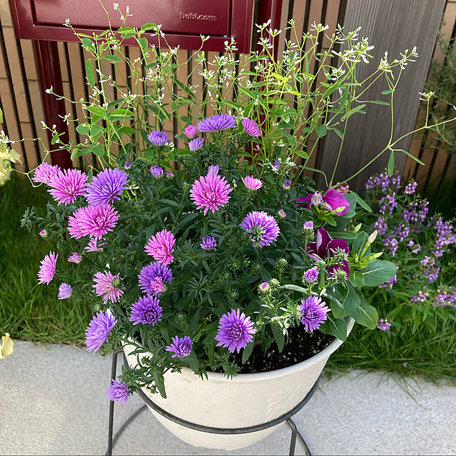 アスター ビクトリア アスター 日々草 ユーフォルビア 寄せ植え などのインテリア実例 22 08 02 09 51 42 Roomclip ルームクリップ