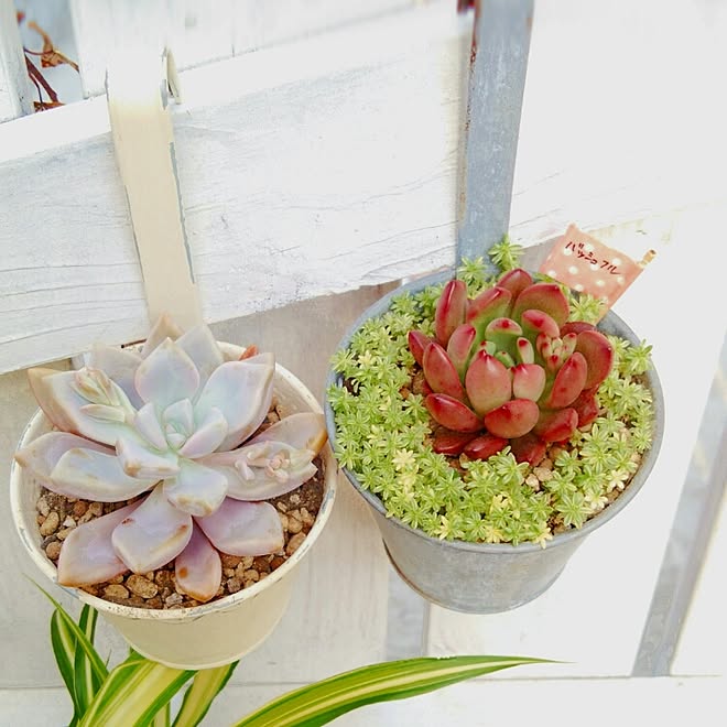 ベッド周り 多肉植物 いいね フォロー本当に感謝です 修正無し画像 バッシュフル などのインテリア実例 16 04 14 17 42 09 Roomclip ルームクリップ ベッド周り 多肉植物 いいね フォロー本当に感謝です 修正無し画像 バッシュフル などのインテリア実例 16 04 14 17 42 09 Roomclip ルームクリップ