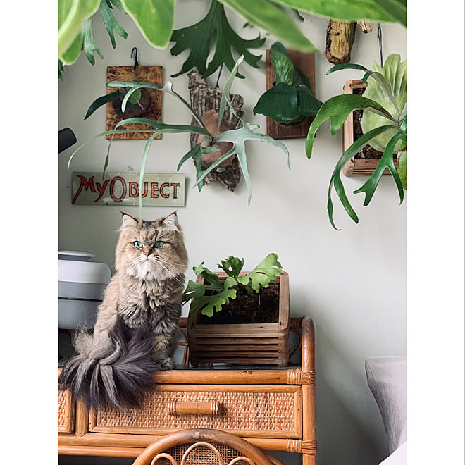 ラタン家具 ビカクシダ コウモリラン ねこのいる日常 猫と暮らす などのインテリア実例 2021 09 03 14 28 08 Roomclip ルームクリップ