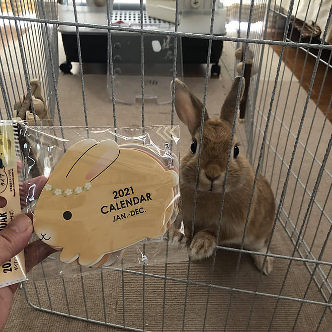 うさぎと暮らす ダイソーカレンダー いつもいいねありがとうございます Rcの出逢いに感謝 部屋全体のインテリア実例 09 07 14 51 03 Roomclip ルームクリップ
