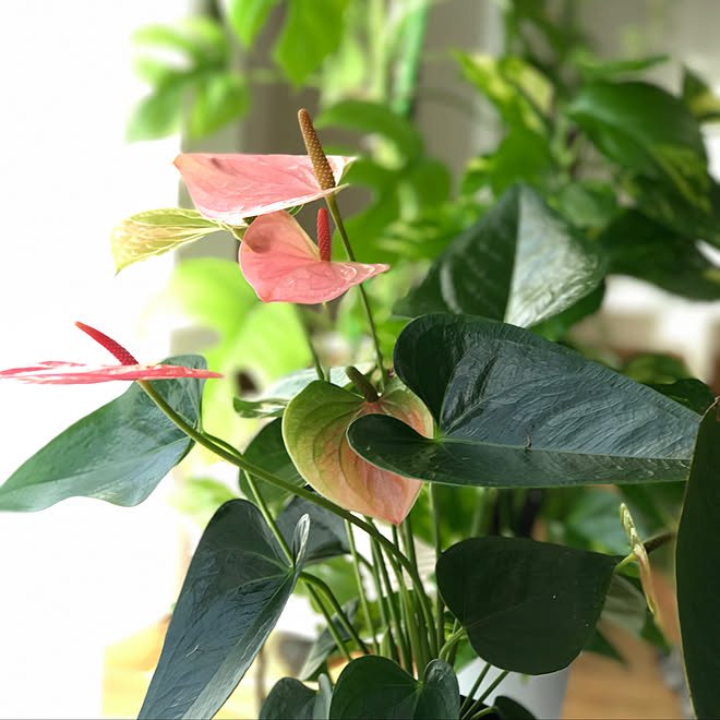 リビング グリーンのある暮らし 観葉植物 名前がわからない子 白 などのインテリア実例 17 10 04 23 46 59 Roomclip ルームクリップ リビング グリーンのある暮らし 観葉植物 名前がわからない子 白 などのインテリア実例 17 10 04 23 46 59 Roomclip ルームクリップ