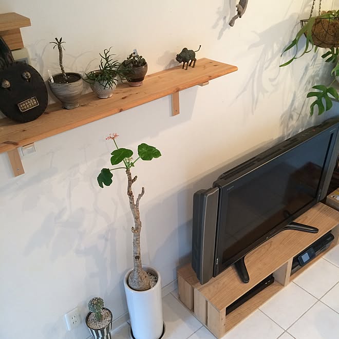 棚/塊根植物/テレビ台DIY/アフリカの仮面/ミルクブッシュ...などのインテリア実例 20160623 083840