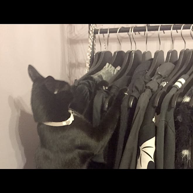 棚/古着/ハンガーラック/黒猫/ブラックなどのインテリア実例 - 2016
