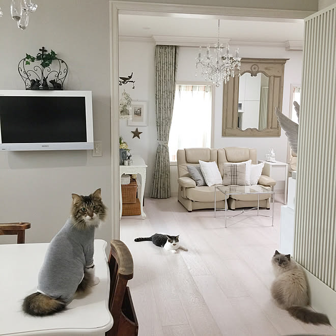 部屋全体 猫と暮らす 海外インテリアに憧れて 猫のいる暮らし 猫のいる日常 などのインテリア実例 18 06 23 18 32 47 Roomclip ルームクリップ 部屋全体 猫と暮らす 海外インテリアに憧れて 猫のいる暮らし 猫のいる日常 などのインテリア実例 18 06 23 18 32 47 Roomclip ルームクリップ