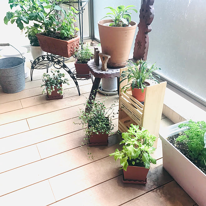 ガーデニング初心者 自家製ハーブ 植物のある暮らし テラスのある暮らし ナチュラル などのインテリア実例 06 12 09 33 19 Roomclip ルームクリップ