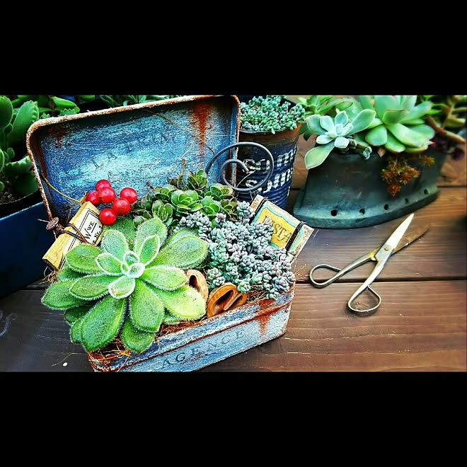 多肉植物/NO GREEN NO LIFE/植物のある暮らし/リメ缶/DIY...などのインテリア実例 - 2016-03-11 13:44:32