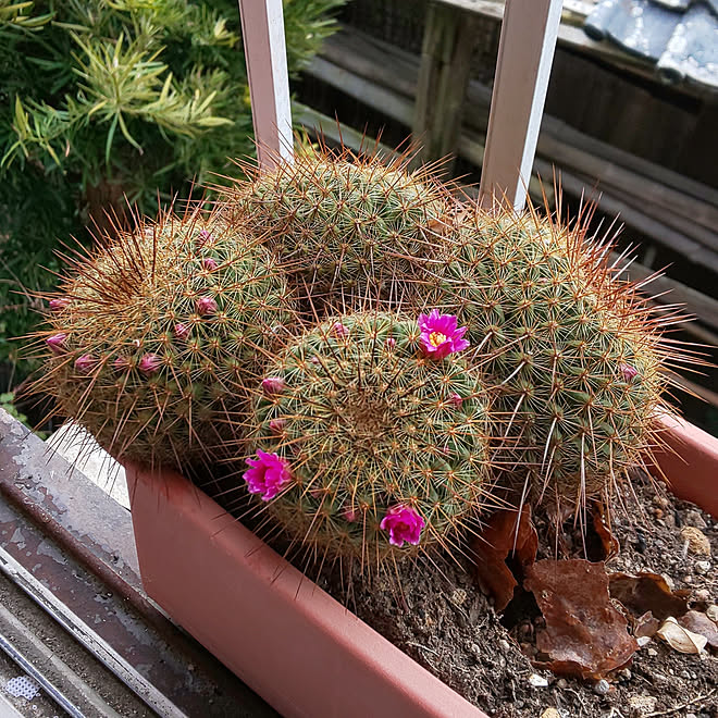 さぼてん 多肉植物寄せ植え 植物のある暮らし 植物が好き サボテン 多肉 などのインテリア実例 01 25 08 35 28 Roomclip ルームクリップ