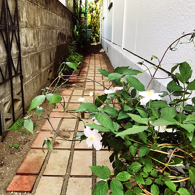 家庭菜園 ジンジャー つる植物 トレリス ブロック塀 などのインテリア実例 05 05 22 32 11 Roomclip ルームクリップ