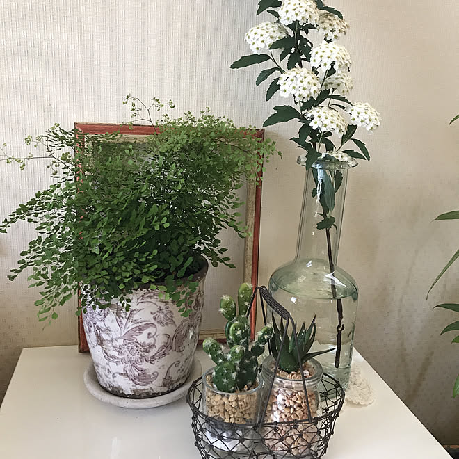 多肉植物フェイク ニトリ 植木鉢一目惚れ 名前が分からない観葉植物 コデマリ No Green No Life などのインテリア実例 21 04 21 09 42 57 Roomclip ルームクリップ 多肉植物フェイク ニトリ 植木鉢一目惚れ 名前が分からない観葉植物 コデマリ No Green No Life などのインテリア実例 21 04 21 09 42 57 Roomclip ルームクリップ