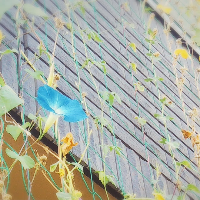 玄関ディスプレイ 朝顔 西洋朝顔 ヘブンリーブルー グリーンカーテン などのインテリア実例 09 24 18 59 59 Roomclip ルームクリップ