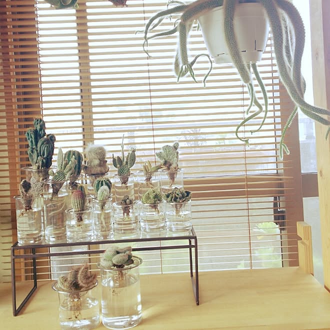 棚 多肉植物 水耕栽培 サボテン ヒルデウィンテラのインテリア実例 16 03 27 00 15 19 Roomclip ルームクリップ 棚 多肉植物 水耕栽培 サボテン ヒルデウィンテラのインテリア実例 16 03 27 00 15 19 Roomclip ルームクリップ