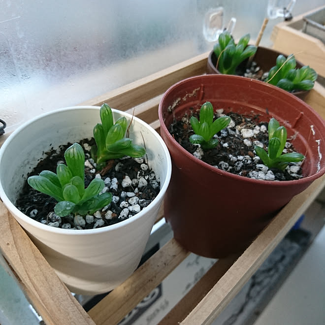 リビング セリアの雑貨 多肉植物 多肉寄せ植え 多肉の土 などのインテリア実例 01 18 13 49 26 Roomclip ルームクリップ