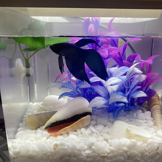 ベタ二郎 アクアリウム ベタ飼ってます ベタリウム リビングのインテリア実例 09 17 18 57 36 Roomclip ルームクリップ