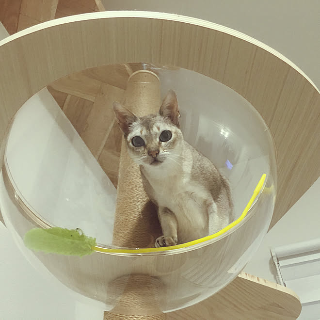 シンガプーラ 宇宙船 キャットタワー突っ張り リビングのインテリア実例 11 12 01 01 Roomclip ルームクリップ