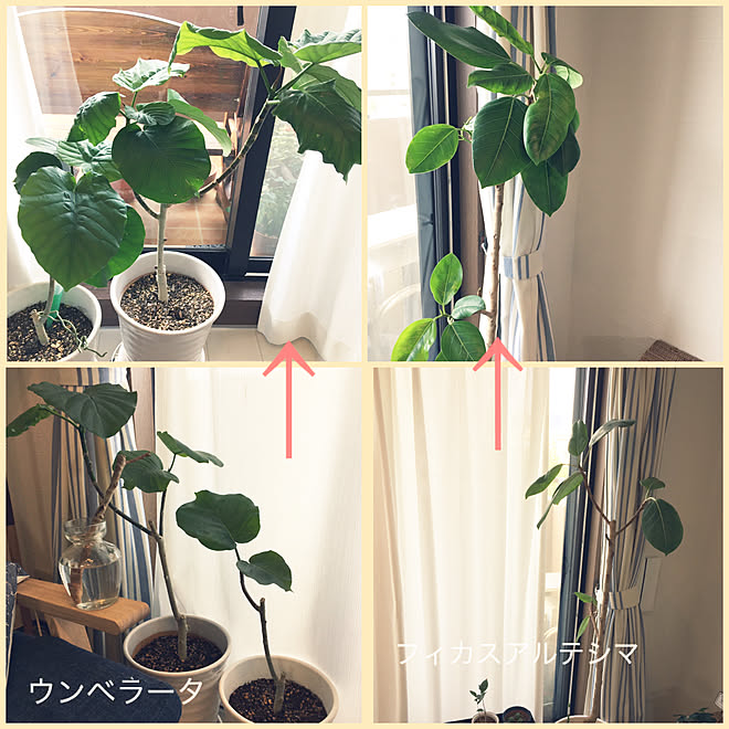 観葉植物 剪定後 一ヶ月経過 ウンベラータ成長記録 フィカスアルテシマ成長記録 などのインテリア実例 21 06 12 06 55 30 Roomclip ルームクリップ
