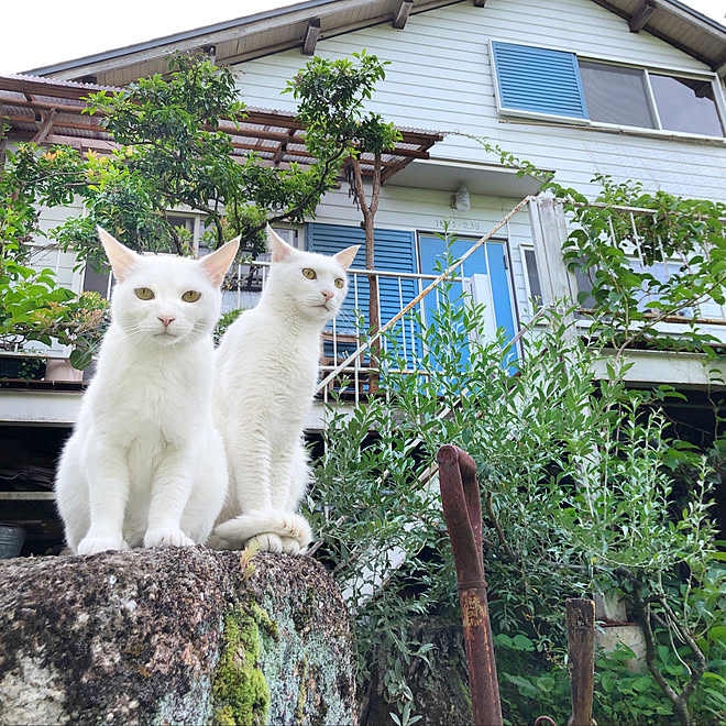 白猫 庭 お家時間 日記 アンティーク などのインテリア実例 21 06 11 19 56 06 Roomclip ルームクリップ