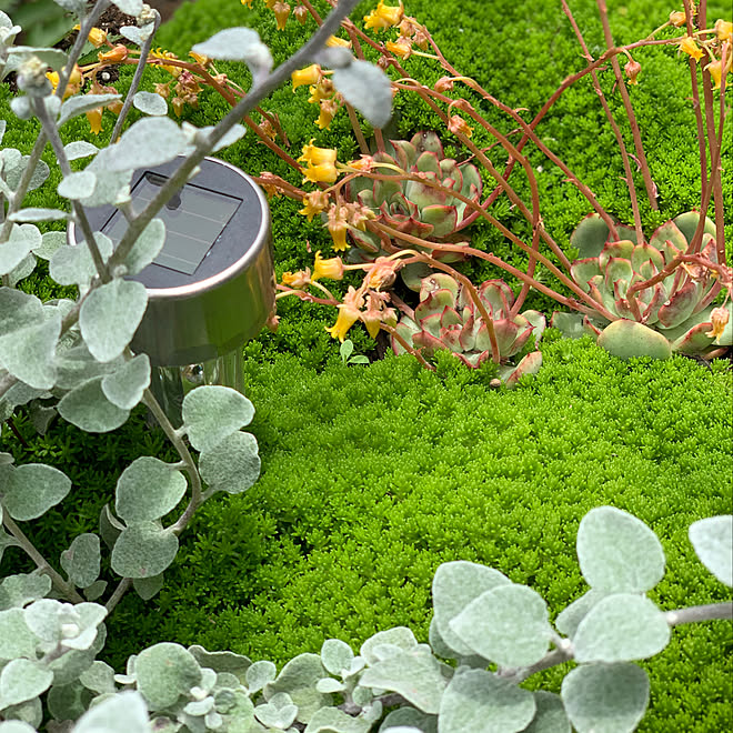 セダム 地植え 地植えセダム 教えてください 人 のインテリア実例 05 18 08 45 17 Roomclip ルームクリップ