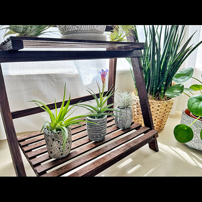 エアプランツの花 開花 エアプランツ ミニ鉢 ラック などのインテリア実例 22 04 25 00 57 53 Roomclip ルームクリップ