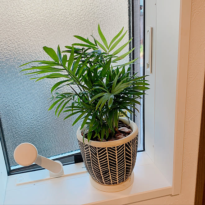 テーブルヤシ Unico 観葉植物 玄関 入り口のインテリア実例 21 06 12 16 32 39 Roomclip ルームクリップ