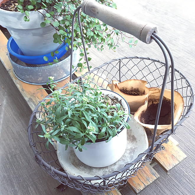 アリッサム 癒しセット 観葉植物 おうち時間 シャビーシック などのインテリア実例 21 10 06 13 32 32 Roomclip ルームクリップ