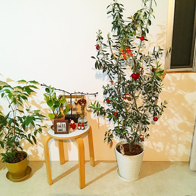 オリーブの木 クリスマスディスプレイ クリスマスツリー 植物のある暮らし 観葉植物 などのインテリア実例 12 15 15 50 41 Roomclip ルームクリップ オリーブの木 クリスマスディスプレイ クリスマスツリー 植物のある暮らし 観葉植物 などのインテリア実例 12 15 15 50 41 Roomclip ルームクリップ