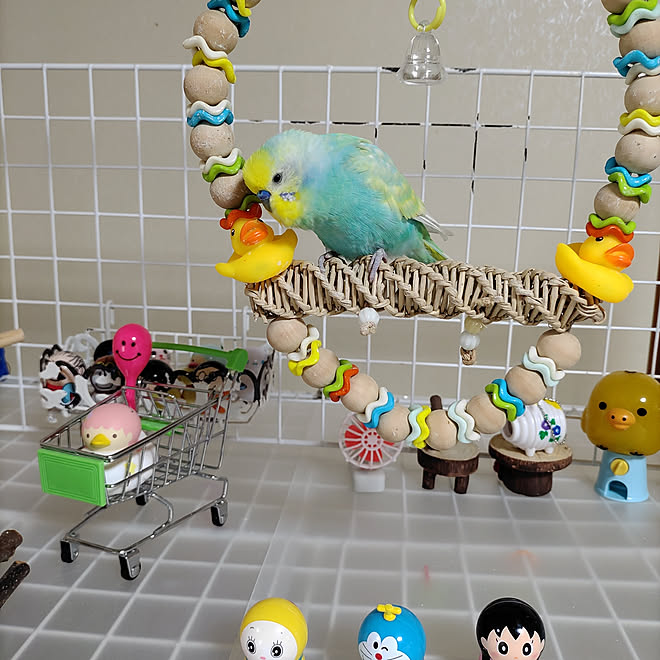 棚 インコ セキセイインコと暮らす せきせいいんこ セキセイインコ などのインテリア実例 10 11 13 19 28 Roomclip ルームクリップ