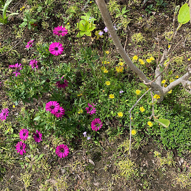 オステオスペルマム クリーピングタイム花が咲かない 玉竜の育ちが悪い グランドカバー 庭 などのインテリア実例 05 03 10 13 53 Roomclip ルームクリップ