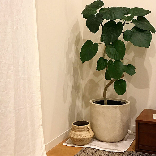 Ikeaのカーテン ウンベラータ 鉢カバー 観葉植物のある部屋 観葉植物 などのインテリア実例 19 11 29 12 43 50 Roomclip ルームクリップ