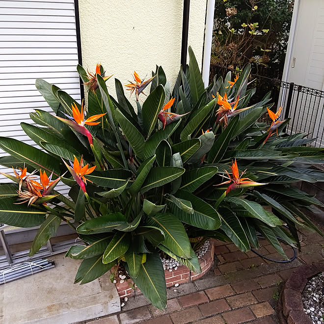 玄関 入り口 極楽鳥花ストレチア 極楽鳥花 南国植物 庭のインテリア実例 12 14 08 15 42 Roomclip ルームクリップ