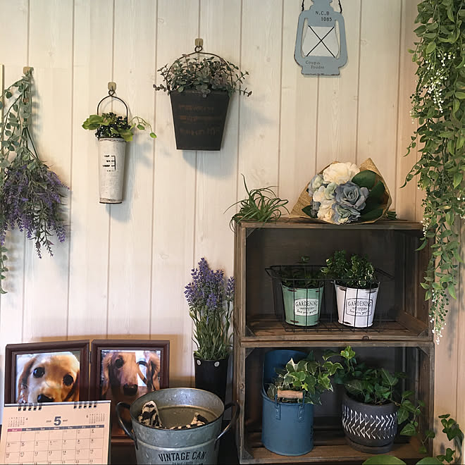 ガーデニング 観葉植物 ドライフラワー 庭 ニトリ などのインテリア実例 05 12 14 46 18 Roomclip ルームクリップ