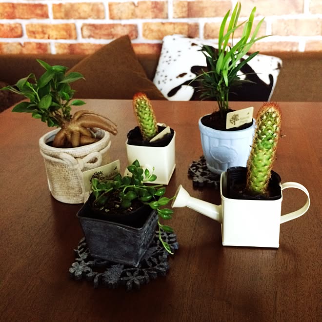 キッチン ナチュラルキッチンの雑貨 サボテン ミニ観葉植物 No Green No Lifeのインテリア実例 15 05 14 13 48 09 Roomclip ルームクリップ