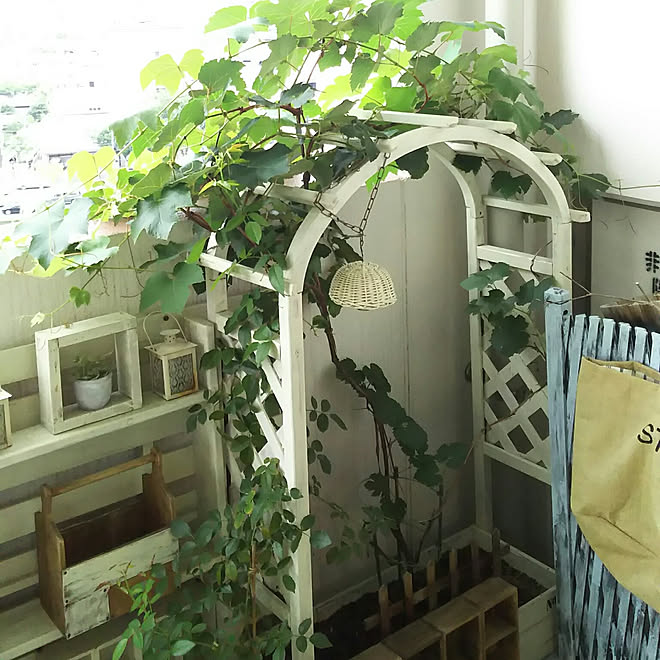マンション 南側ベランダ 葡萄 Diy セリア などのインテリア実例 18 06 18 19 59 31 Roomclip ルームクリップ