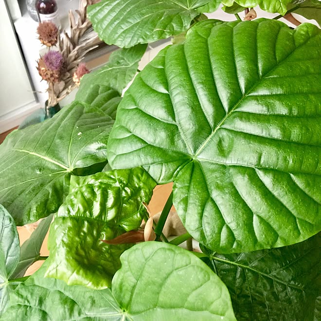 リビング マーチソン ヒューム アーティチョーク 植物 ウンベラータ などのインテリア実例 17 07 01 18 15 29 Roomclip ルームクリップ