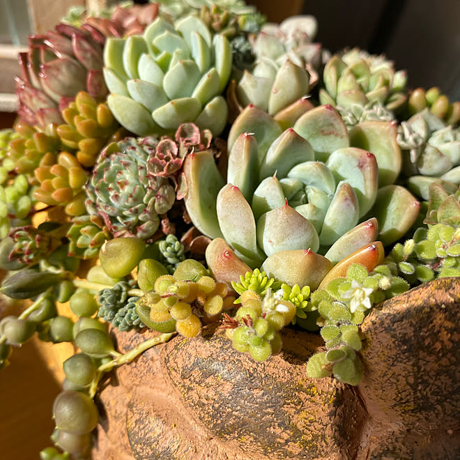 休日の過ごし方 マンション暮らし アートのある暮らし 犬 多肉植物 などのインテリア実例 21 11 06 12 46 41 Roomclip ルームクリップ