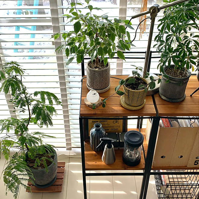 癒し 鉢台diy 鉢植え グリーンのある暮らし 観葉植物 などのインテリア実例 22 01 31 09 11 44 Roomclip ルームクリップ