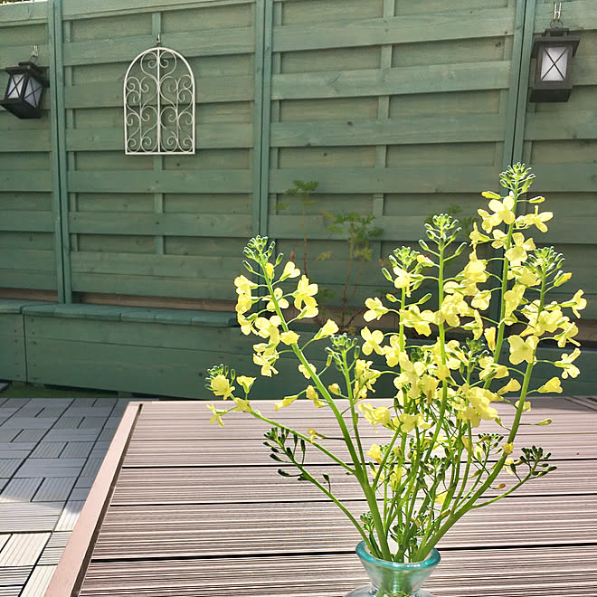 ウッドフェンス/ウッドデッキ/ガーデニング/ブロッコリーの花/家庭菜園...などのインテリア実例 - 2020-03-24 15:53:30