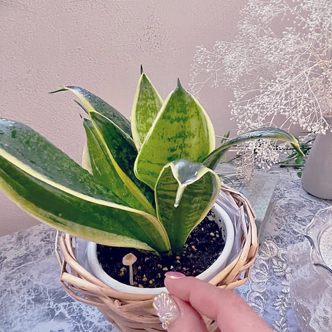 朝イチびっくり 謎のきのこ サンスベリア ゴールデンハニー シンボルツリー 日々の暮らし などのインテリア実例 22 07 31 06 54 14 Roomclip ルームクリップ