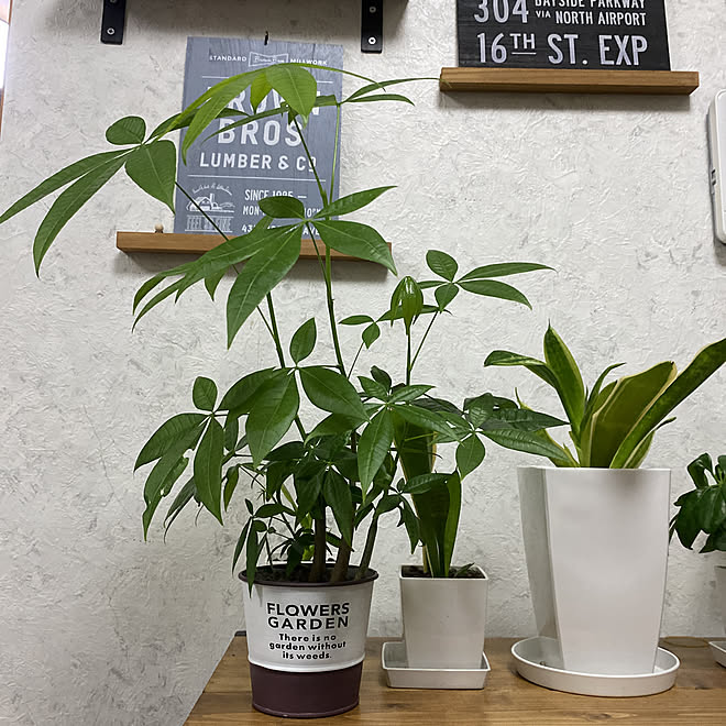 パキラ成長中 艶消し黒 ハンドメイド ブルックリンスタイルに憧れる 観葉植物 などのインテリア実例 11 15 07 13 Roomclip ルームクリップ パキラ成長中 艶消し黒 ハンドメイド ブルックリンスタイルに憧れる 観葉植物 などのインテリア実例 11 15 07 13 Roomclip ルームクリップ