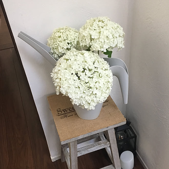 水差し Ikea アナベル 紫陽花 No Green No Life などのインテリア実例 19 06 08 17 57 Roomclip ルームクリップ