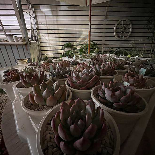多肉植物の植え替え 多肉植物のある暮らし 多肉植物 お庭のある暮らし ホワイトフェンスdiy などのインテリア実例 22 09 24 21 16 51 Roomclip ルームクリップ