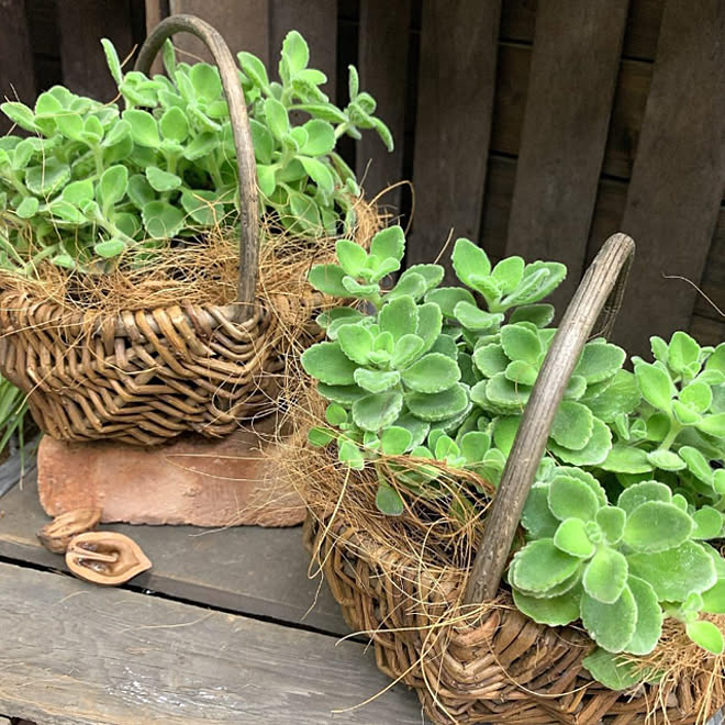 2回目投稿です 寄せ植え 多年草 アロマティカス植え替え アロマティカスいぃ匂い などのインテリア実例 22 06 15 13 11 14 Roomclip ルームクリップ